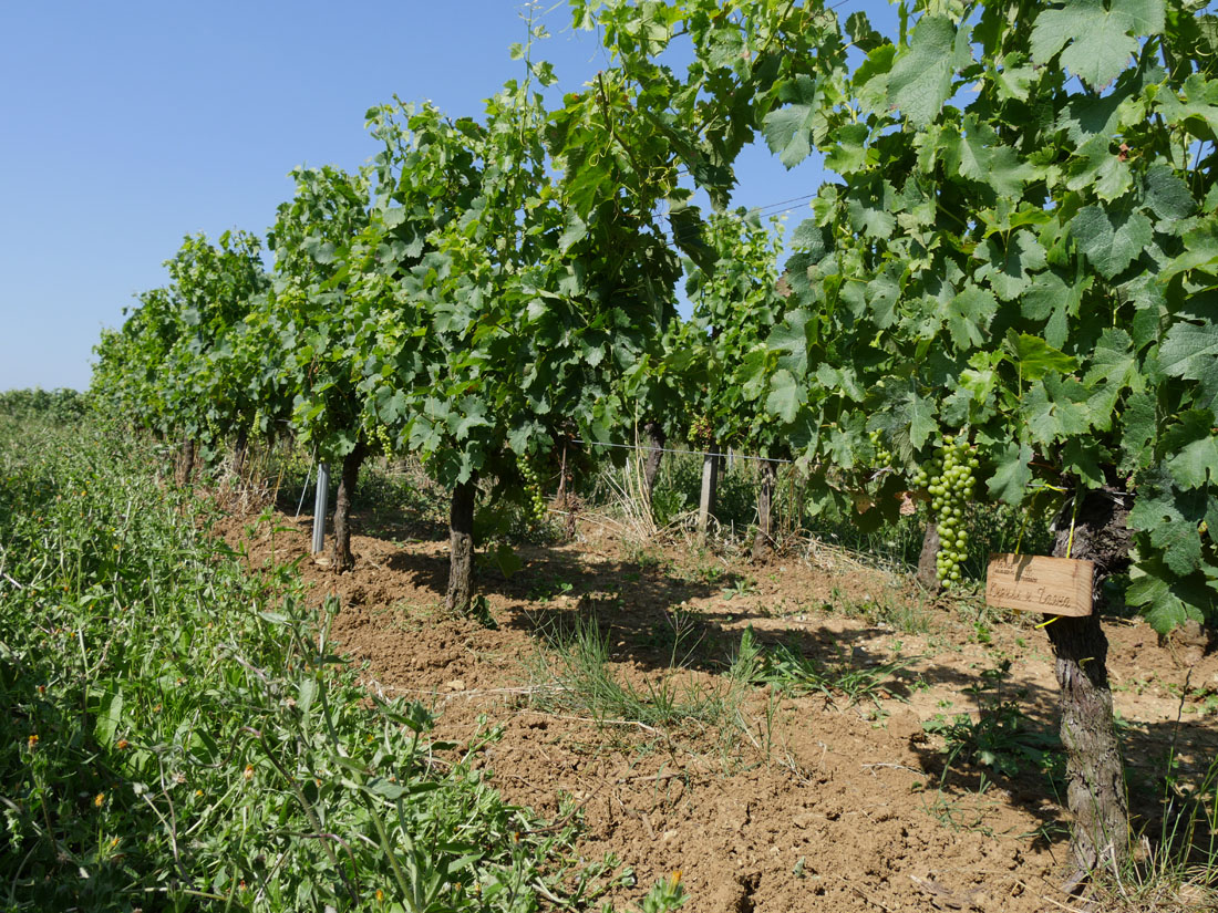 Виноградник на урожай